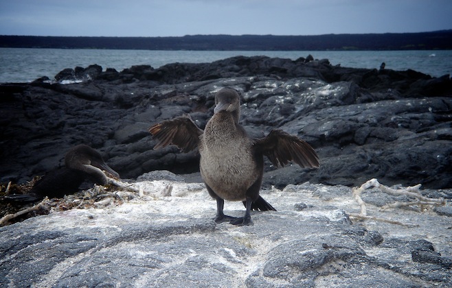 flightless